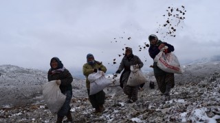 Torosların Süsü Sedir Ağacı Tohumları Toprakla Buluştu