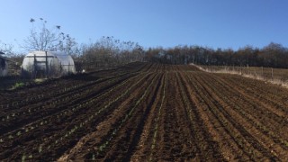 Alım garantili ‘Tıbbi ve Aromatik Bitki Yetiştiriciliği’ Kocaeli’nin tüm ilçelerini kapsayacak şekilde genişletildi