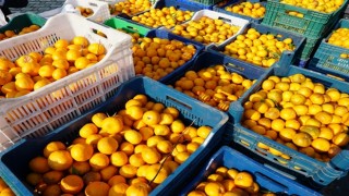 Bodrum'da 3 ton mandalina ücretsiz olarak dağıtıldı