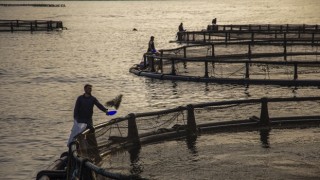 İhraç edilen her dört balıktan üçünü Egeli balıkçılar ihraç etti