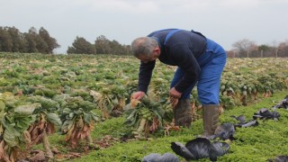 Kullandıkları pestisitlerden zehirlenen çiftçilerin ve tarım işçilerinin sayısı dünya genelinde son 30 yılda yaklaşık 15 kat arttı.