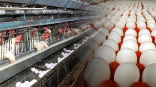 Tavuk eti ve yumurta üretimi Kasım ayında arttı