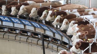 Türkiye'nin en büyük çiftliğinde günde 80 ton süt elde ediliyor