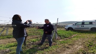 Bağ Üreticilerine Sahada ve Dijital Medya Üzerinden Teknik Destek Devam Ediyor