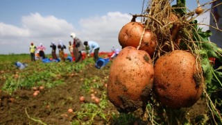 Belediyeler Üreticiden Patates Alacak