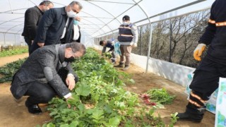 Belediyenin kurduğu seralarda yetişen sebzeler ihtiyaç sahiplerine ulaştırılıyor
