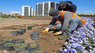 Büyükşehir’den kuraklığa dayanıklı çim üretimi