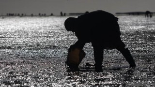 Altıncı FISHCap çevrimiçi semineri, Türkmenistan'daki balıkçılık ve su ürünleri yetiştiriciliği endüstrisine odaklanıyor