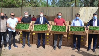 Çiftçilere Kapya Biber Fidesi ve Susam Tohumu Dağıtımı Yapıldı