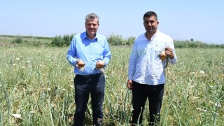 "Halkın sofrasına götürülemeyen soğan, tarlada çürüyor"