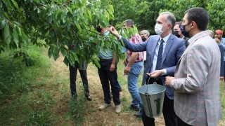 İnegöl’de Kiraz Hasadı Başladı