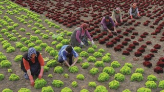 Küçük Çiftçiler Günü 14 Mayıs değil 17 Nisan’dır!