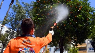 Mersin Büyükşehir, Akdeniz Meyve Sineği İle Mücadele Ediyor