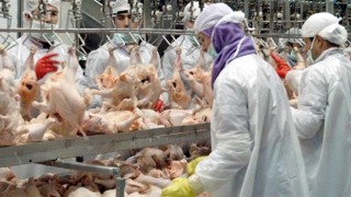 Tavuk Eti Üretimi Yüzde 2,8 Arttı
