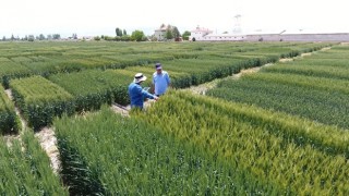 Tekfen Tarım’dan Türk çiftçisine yerli ve milli 3 yeni buğday çeşidi
