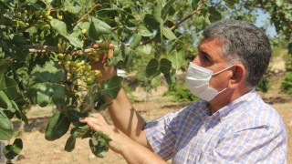 Adıyaman İl ve İlçelerinde Fıstık Verimini Artıma Projesi