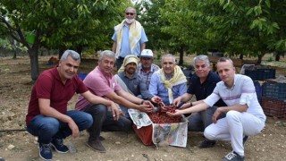 Arabacıbozköy'de Kiraz Hasadı Başladı