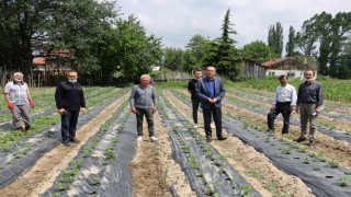 Gelişen Bitkisel Üretim, Artan Birim Alan Geliri