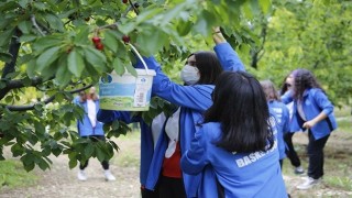 Gençler kiraz hasadına destek verdi