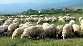 Giresun’da Anaç Koyun Keçi Destekleme ödemeleri başladı