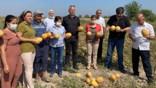 HDP’den kavun üreticisi çiftçilere ziyaret