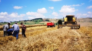 Samsun’da Buğday Hasat Sezonu Başladı