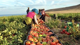 Tarım-ÜFE yıllık yüzde 20,2 arttı