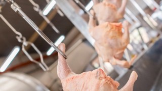 Tavuk eti üretimi arttı, yumurta üretimi düştü