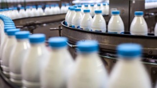 Toplanan İnek Sütü Miktarı Yüzde 1,8 Arttı