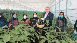 “Toplum Temelli Seracılık” Projesinde İlk Hasat Yapıldı