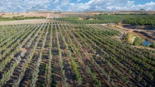 Türkiye Ceviz Üreticileri Cari Açığı Azaltmayı Hedefliyor