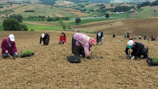 Büyükşehir 2,5 milyon biberiye fidesini toprakla buluşturdu