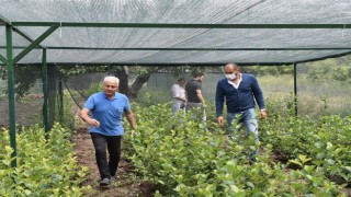 Büyükşehir'den Aronia Meyvesi için Teknik Destek