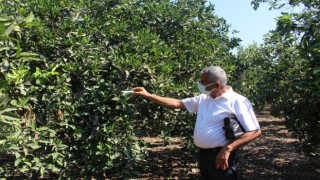 Büyükşehir’den Kumlucalı üreticilere faydalı böcek