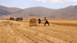 Büyükşehir’in ata tohumu projesi üreticinin yüzünü güldürdü