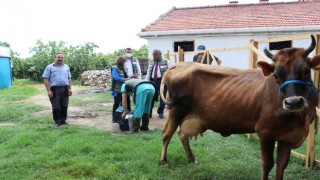 Etçi ve kombine ırkların yaygınlaştırılması projesi kapsamında suni tohumlama uygulaması başladı