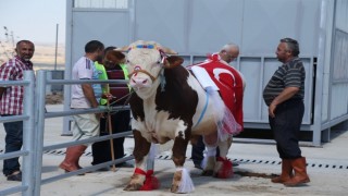 Gölbaşı’nın En Güzel Kurbanlıkları Seçildi, Birinciliği 650 Kg’luk Şahin Tosun Göğüsledi