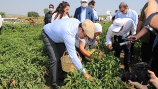 Kasketini Taktı, Yılın İlk Hasadını Çiftçilerle Birlikte Yaptı