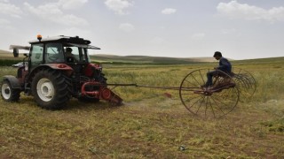 Kırmızı mercimekte hasat zamanı