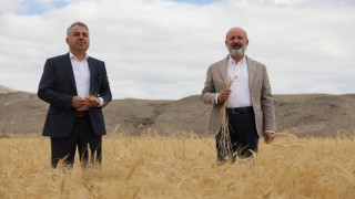 Kocasinan'da ata yadigarı ve 28 kromozomlu gacer buğdayının hasadı yapıldı
