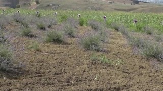 Lavanta Hasat Şenliği görsel bir şölene dönüştü