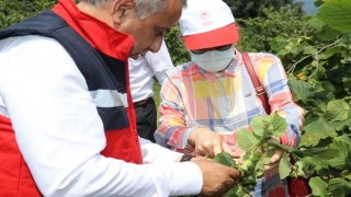 Samsun'da Fındık Rekolte Tahmini Çalışmaları Tamamlandı