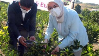 Yalova Aronyası Coğrafi İşaretle Tescillendi