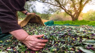 Zeytin ve zeytinyağı ihracatı 2021’in ilk yarısında 136 milyon dolara ulaştı