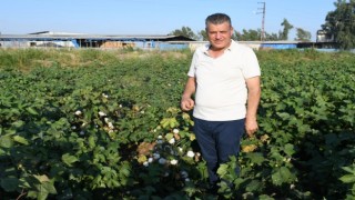 Ayhan Barut'tan hasat öncesi pamuk çağrısı: Beyaz altın üreticinin kefeni olmasın