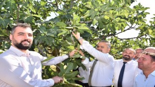 Bursa’nın İncisi’nde hasat başladı