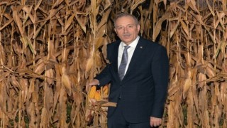 Çukurova'da mısır hasadı başladı