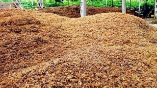 Fındık zurufu, kompost yapılarak bahçelerde gübre olarak değerlendirili
