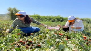 htiyaç Sahipleri İçin Gönüllü Son Hasat