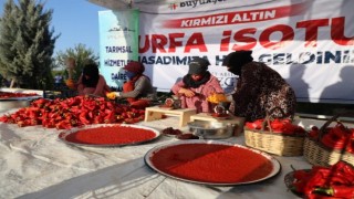 Kırmızı Altın” Urfa İsotunda Hasat Zamanı